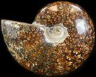 Cleoniceras Ammonite Fossil - Madagascar #41658-1